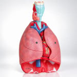 Larynx Heart and Lungs Model